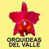 orquideas valle