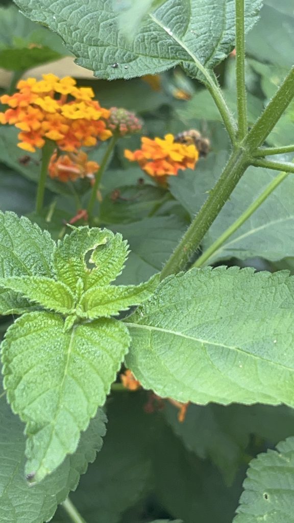 20250410_165051282_iOS