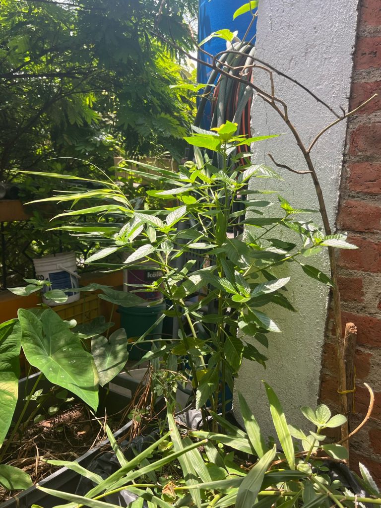 WhatsApp Image 2025-04-09 at 4.23.49 PM