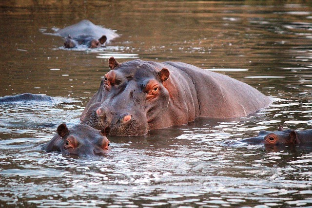 Algunas curiosidades sobre los hipopótamos 