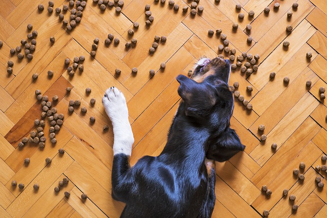 Los perros no pueden comer chocolate